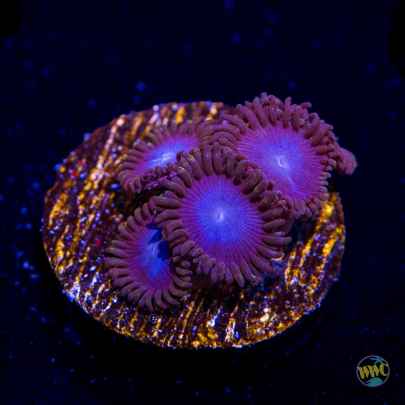 Tubbs Blues Zoanthids