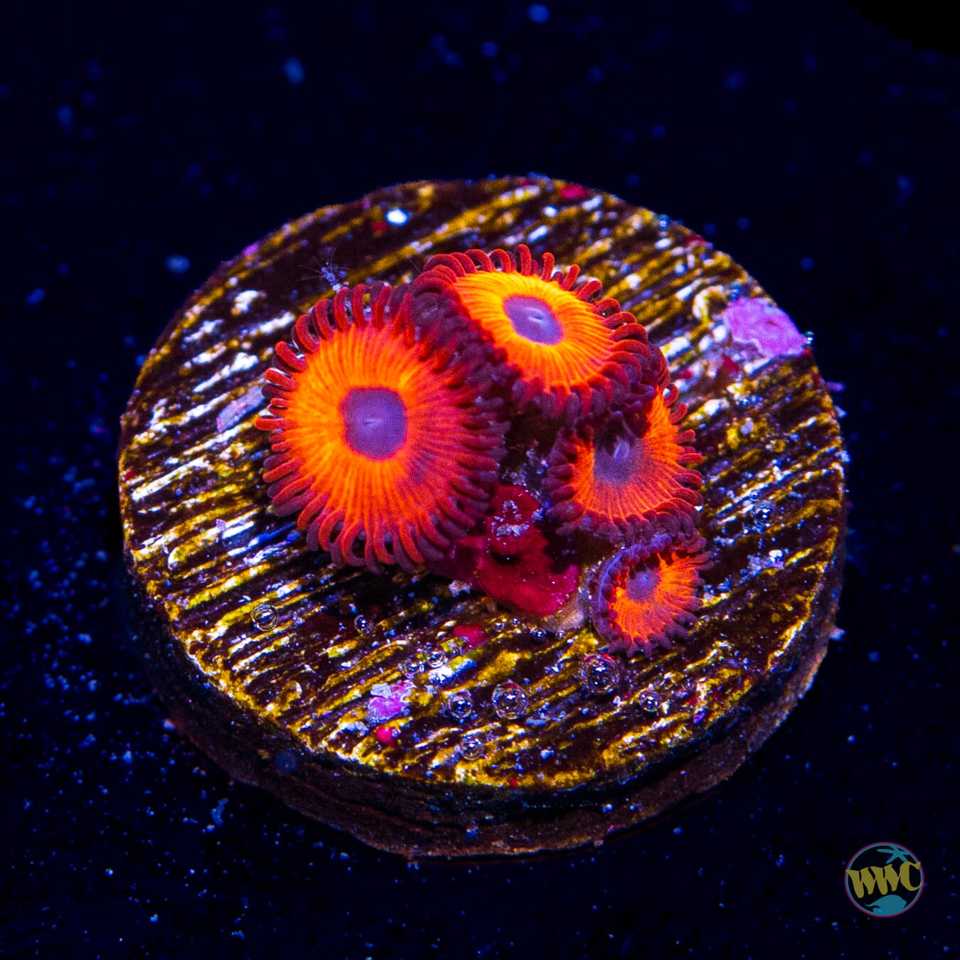 Kedds Reds Zoanthids