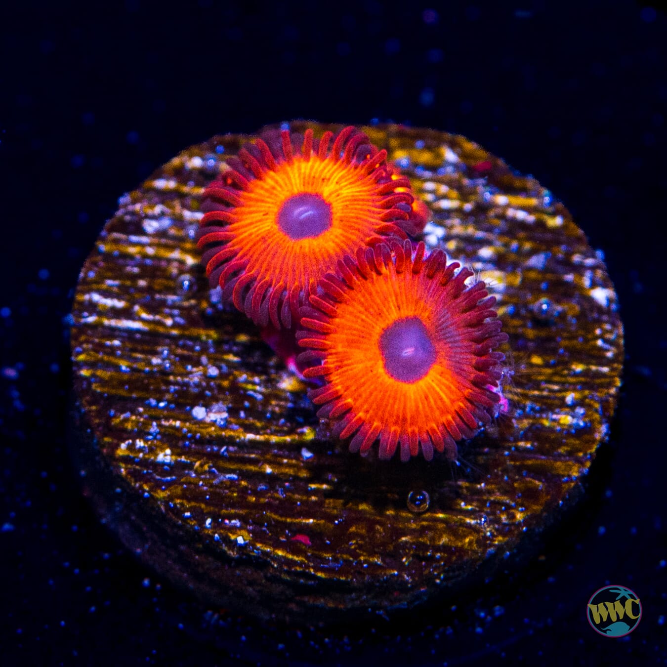 Kedds Reds Zoanthids