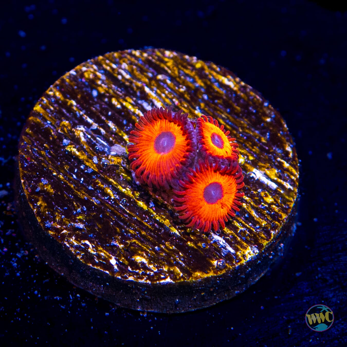 Kedds Reds Zoanthids