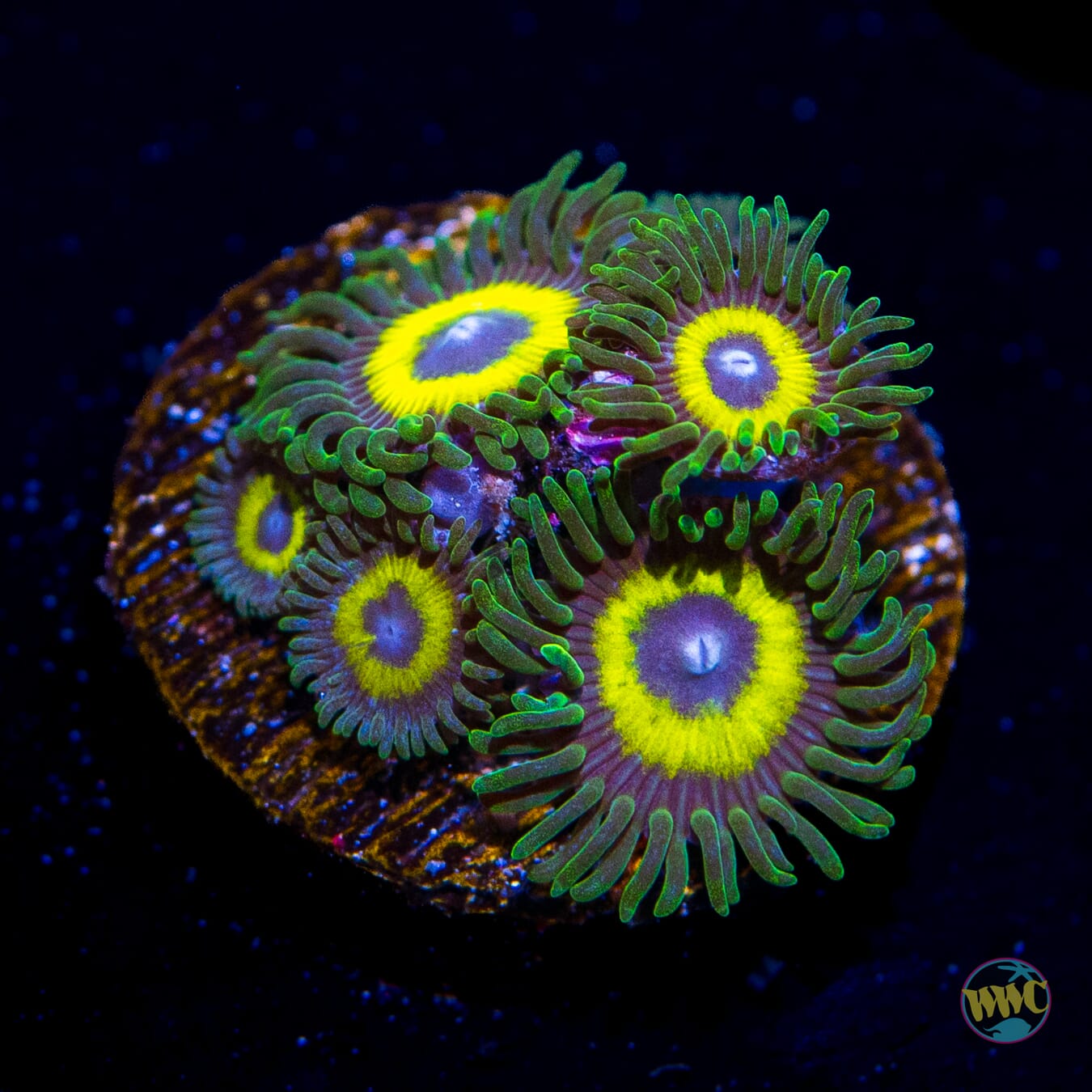 WWC Yellow Submarine Zoanthids