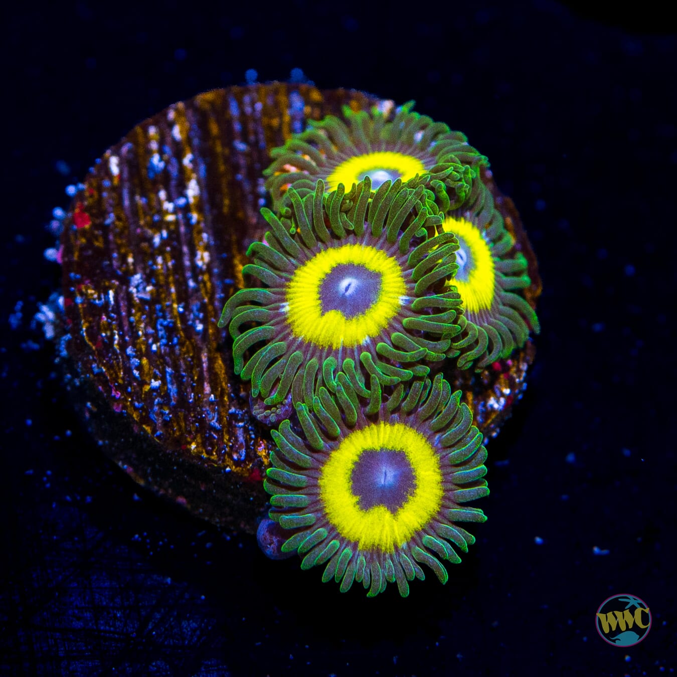 WWC Yellow Submarine Zoanthids