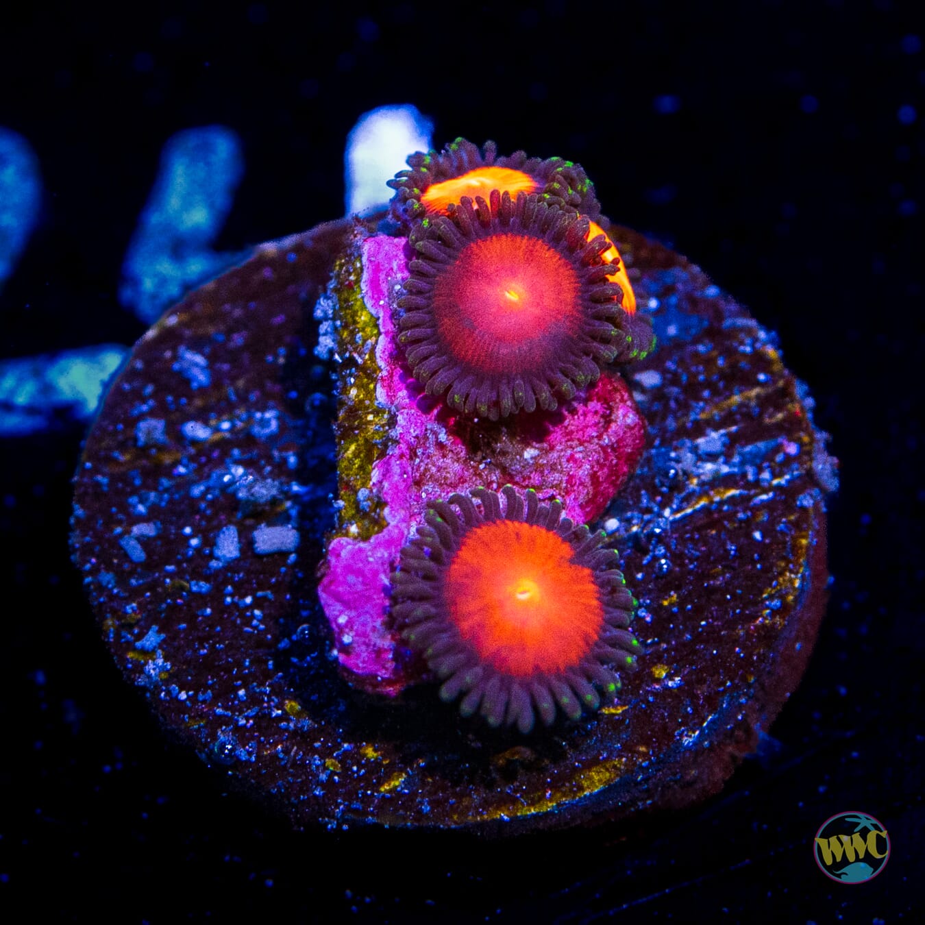 WWC Burning Mans Zoanthids