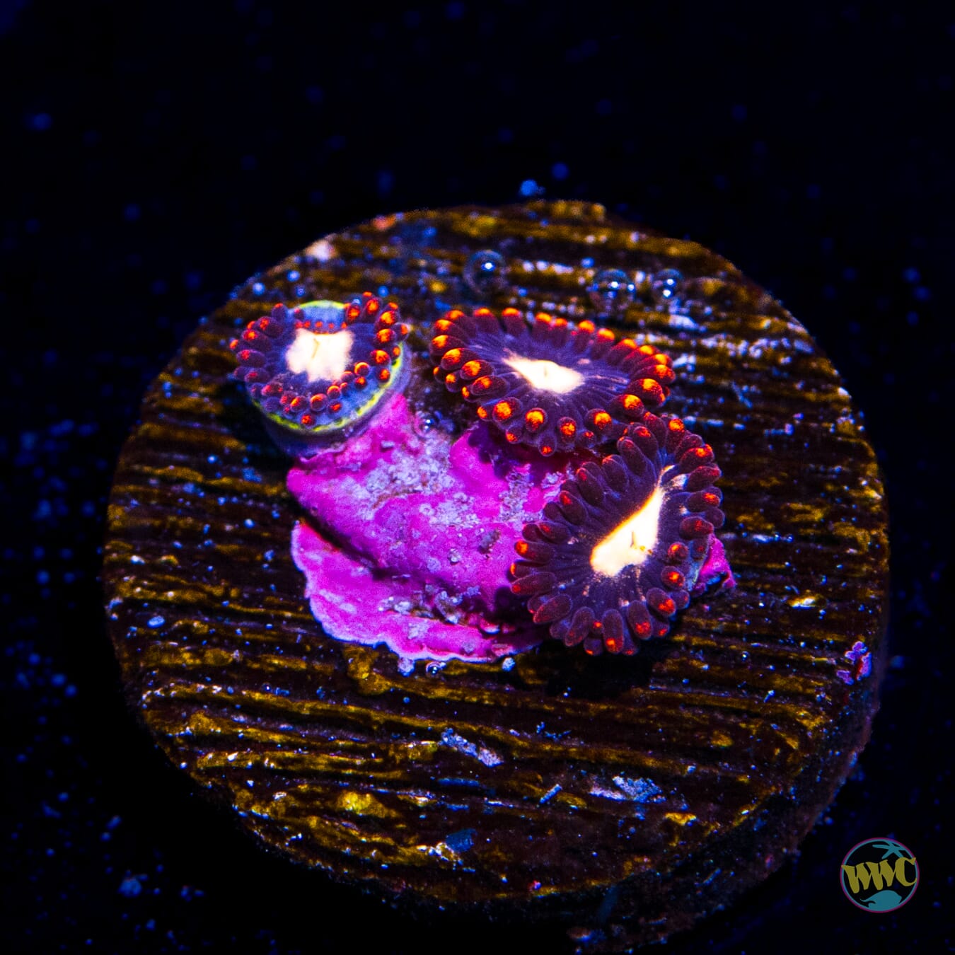 WWC Coal Miner Zoanthids