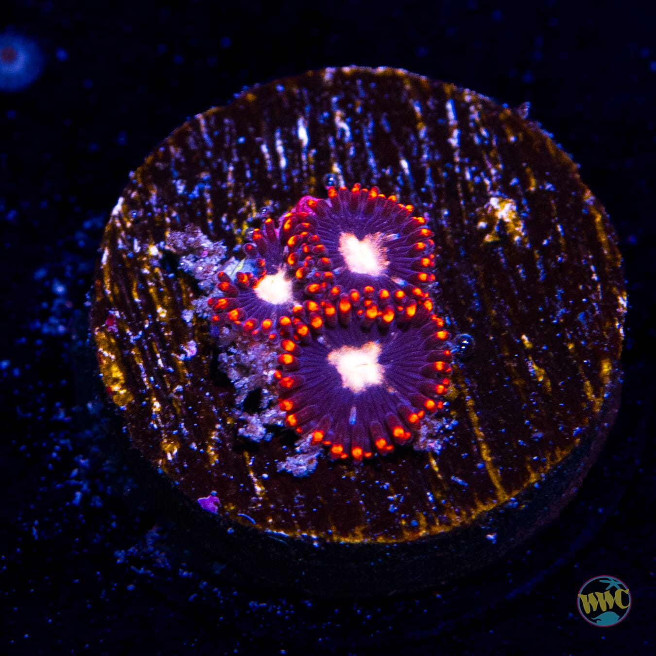 WWC Coal Miner Zoanthids