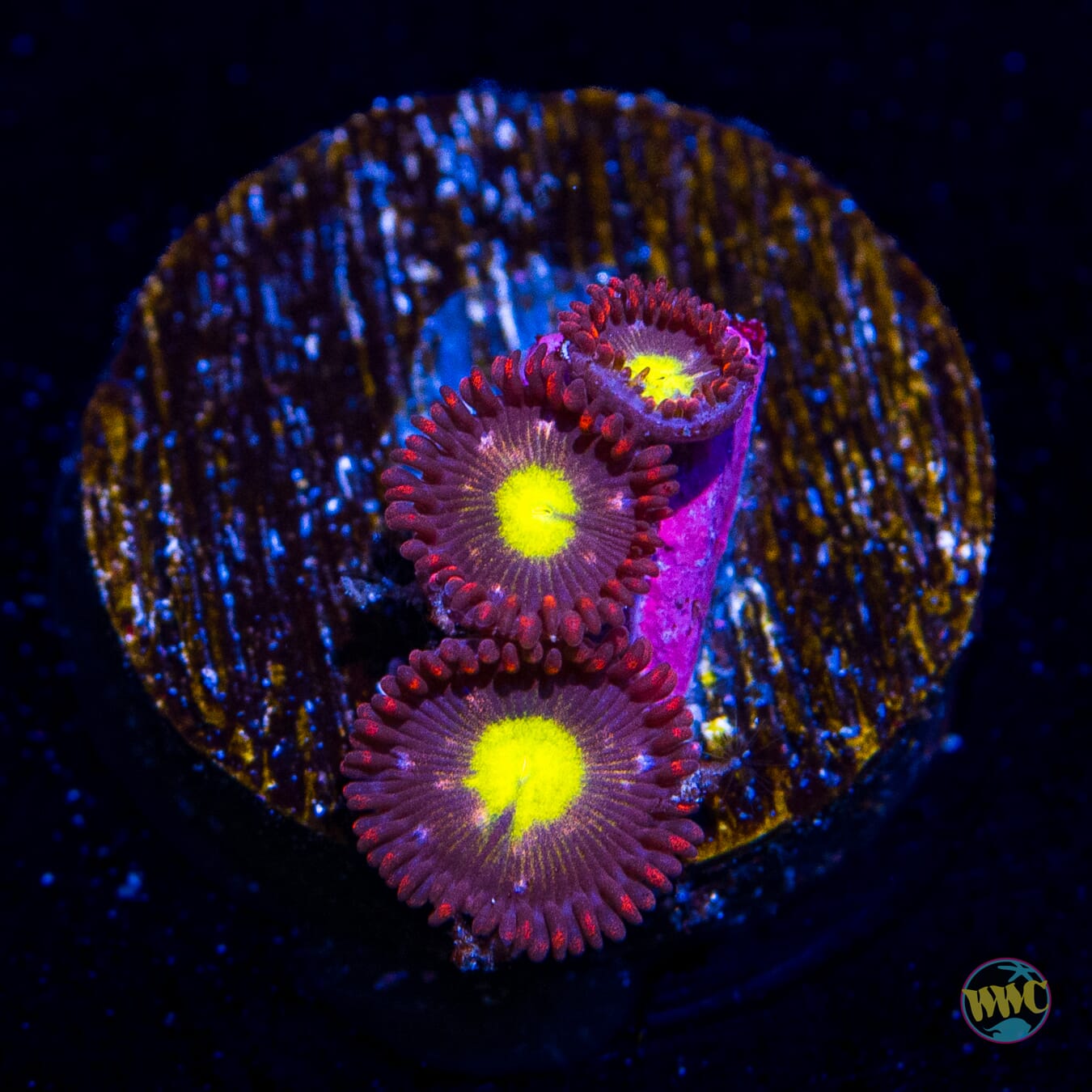 WWC Egg Yolks Zoanthids