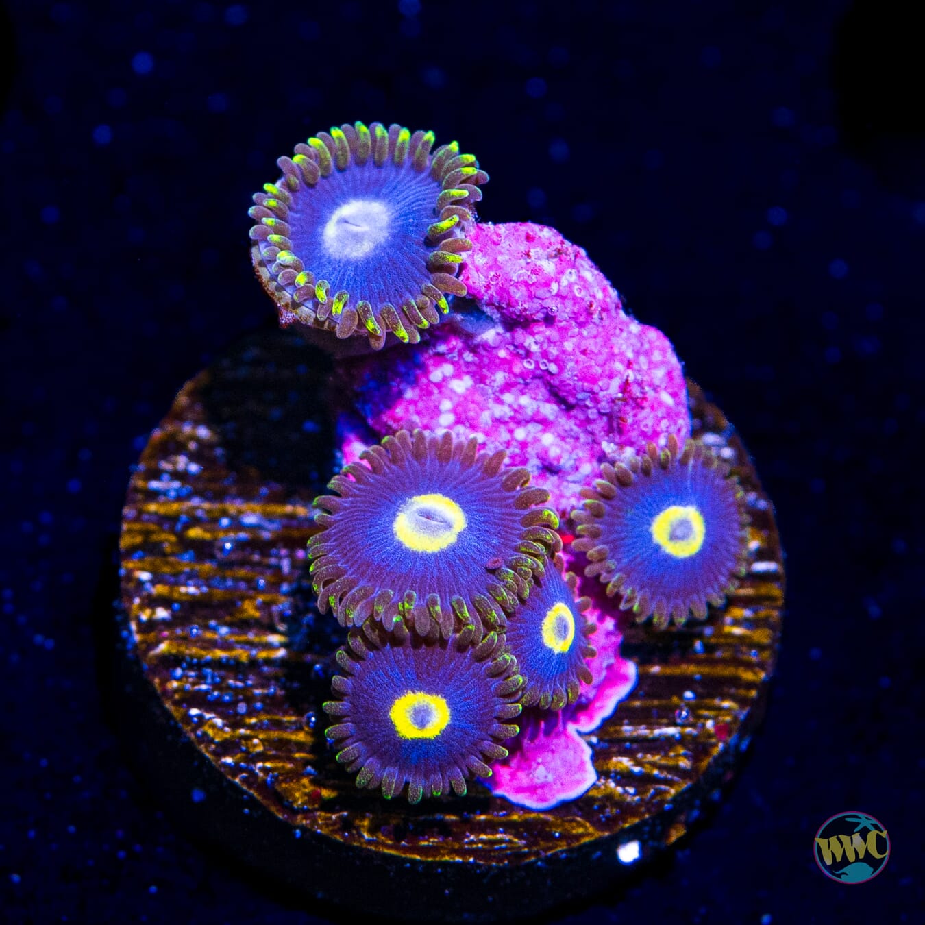 WWC Blue Macaw Zoanthids