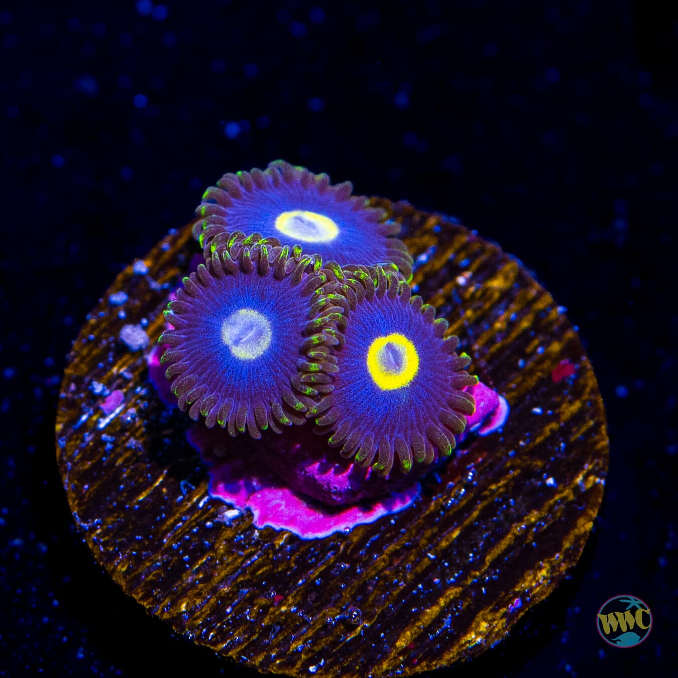 WWC Blue Macaw Zoanthids