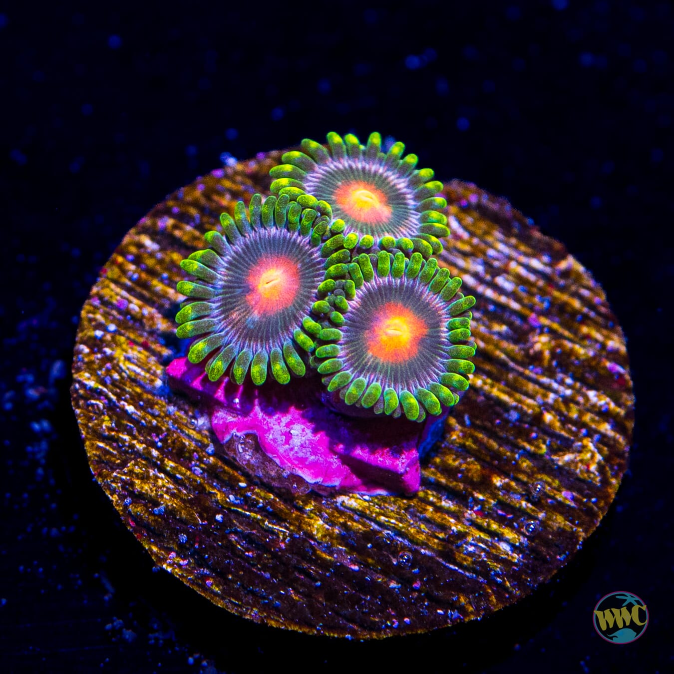 Blue Pinwheel Zoanthids