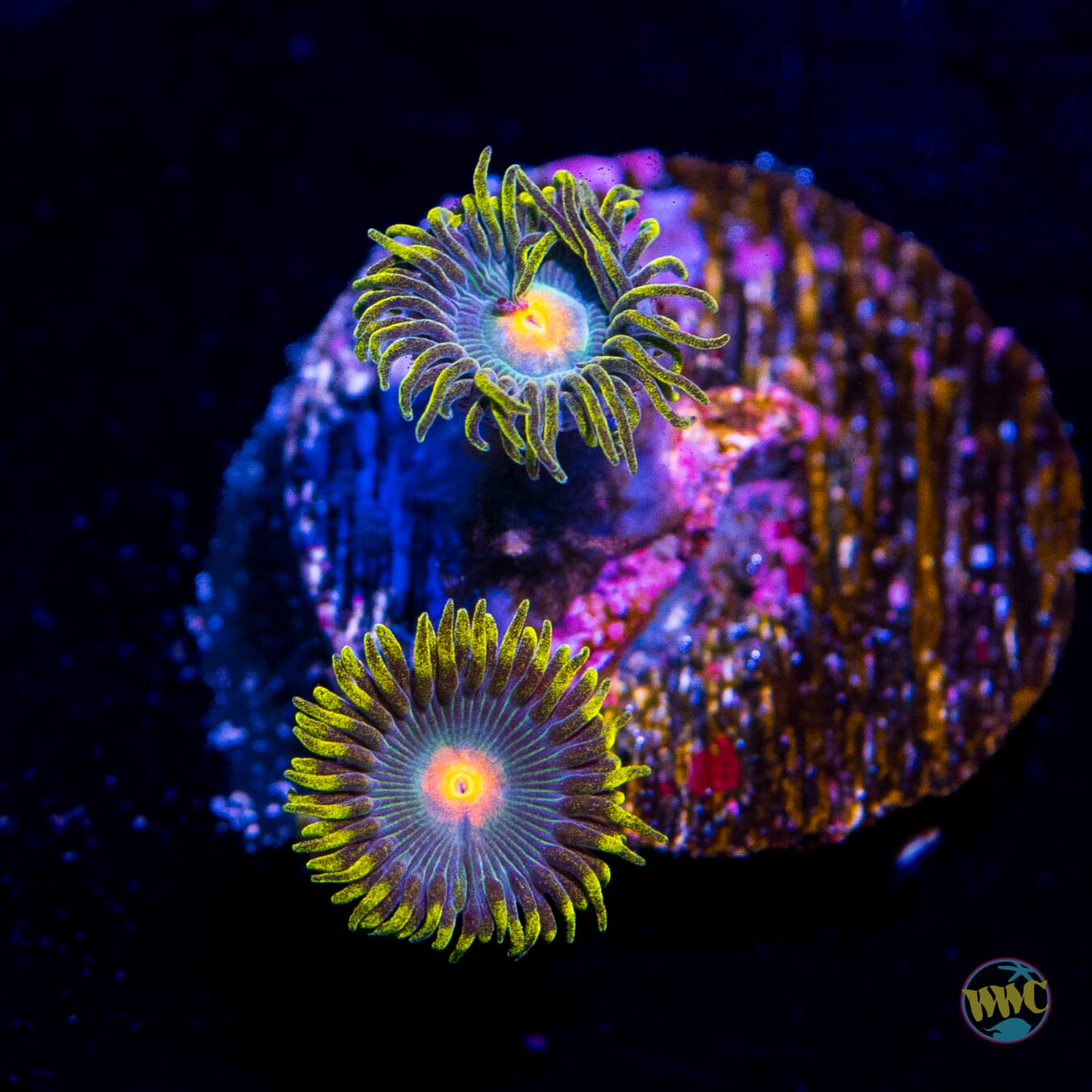 Gorilla Nipple Zoanthids