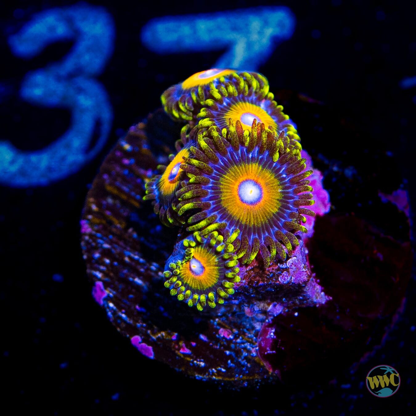 Super Saiyan Zoanthids