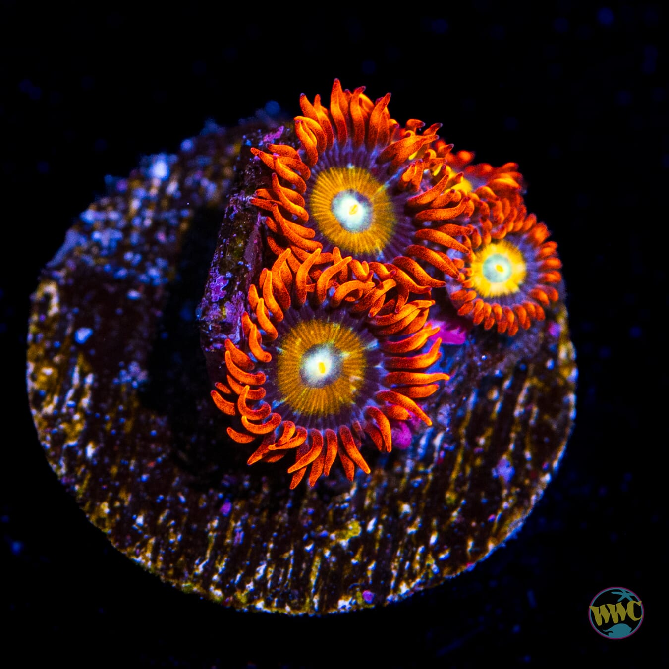 WWC Blondies Zoanthids