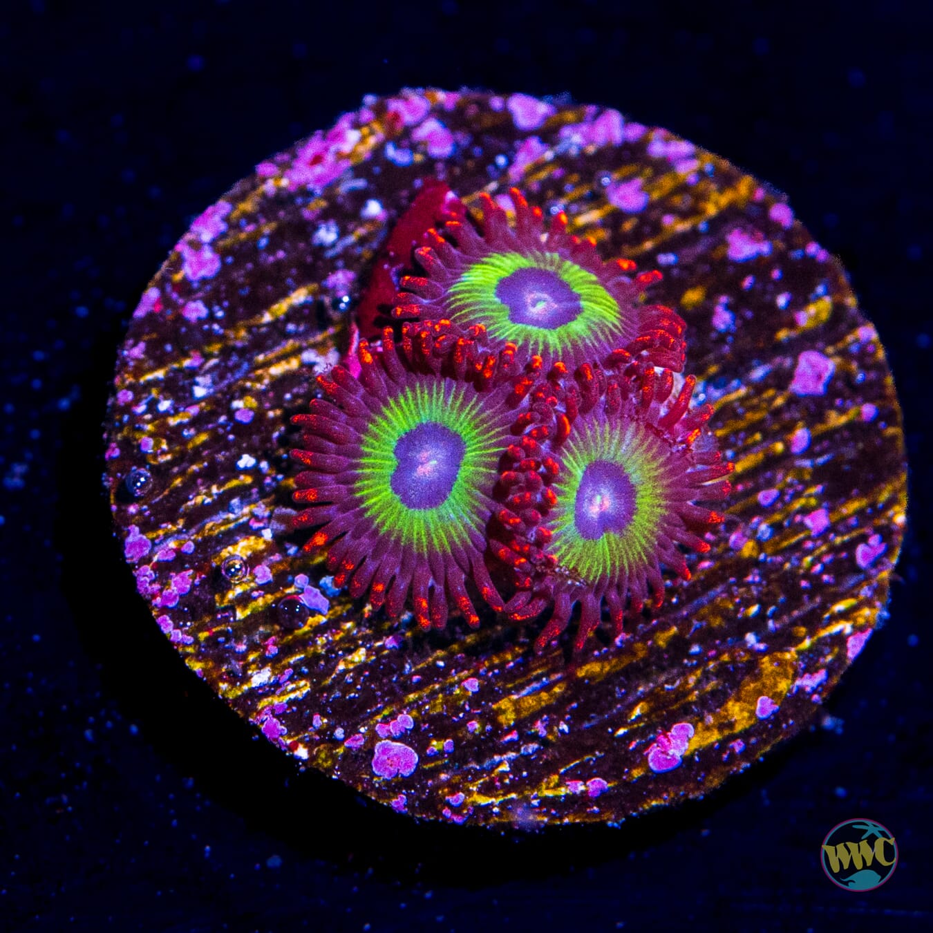 Emeralds on Fire Zoanthids