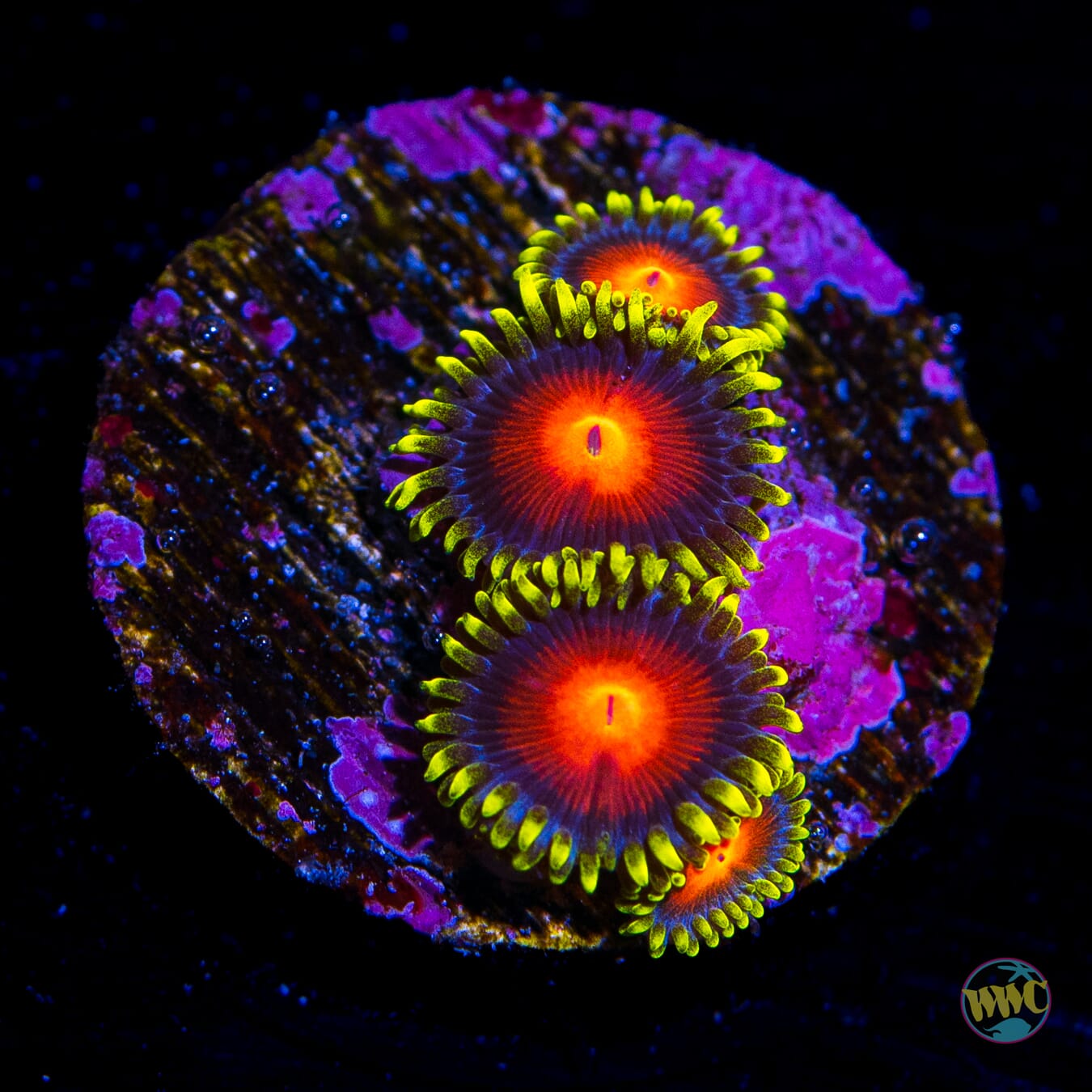 WWC Rising Sun Zoanthids