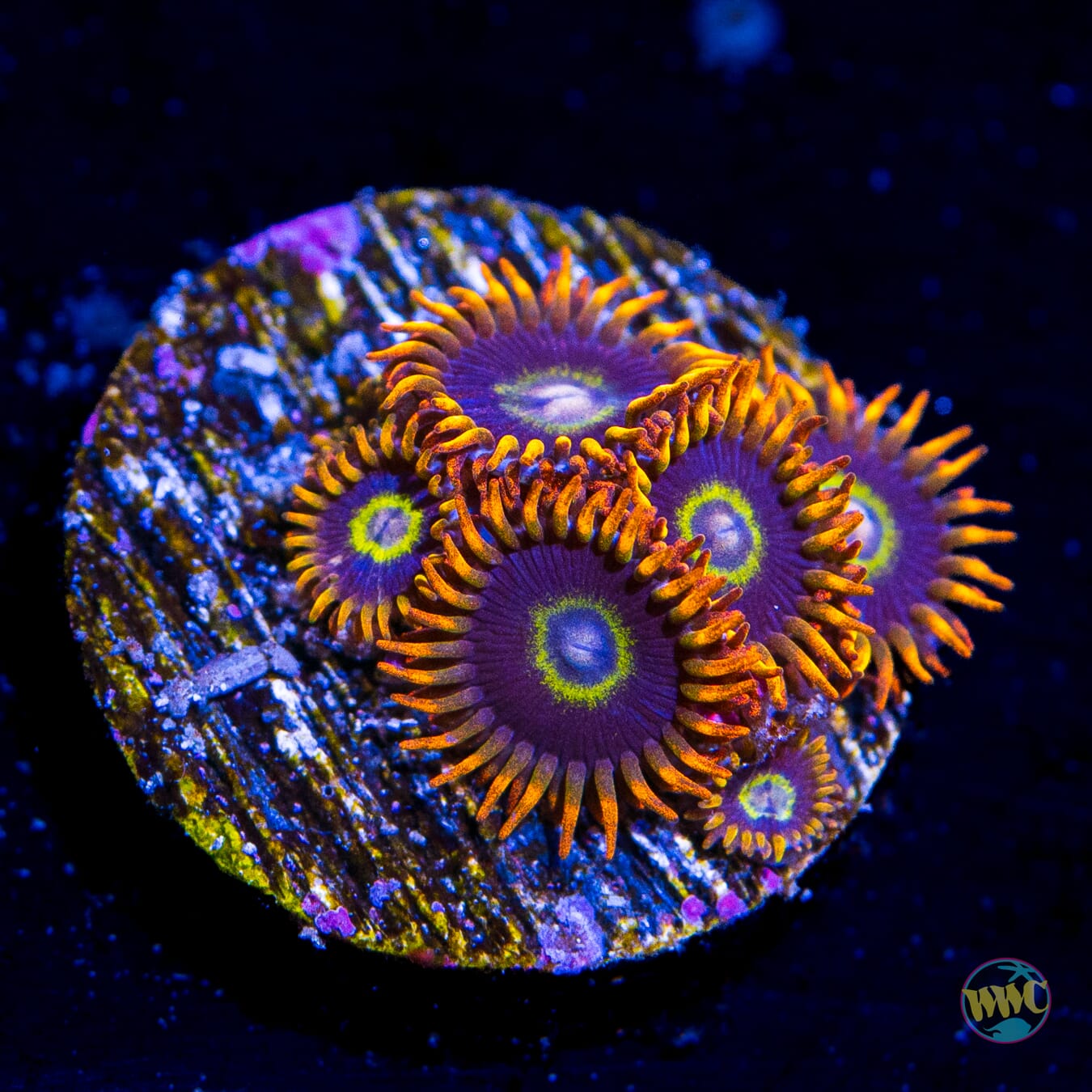 Rainbow Hornet Zoanthids