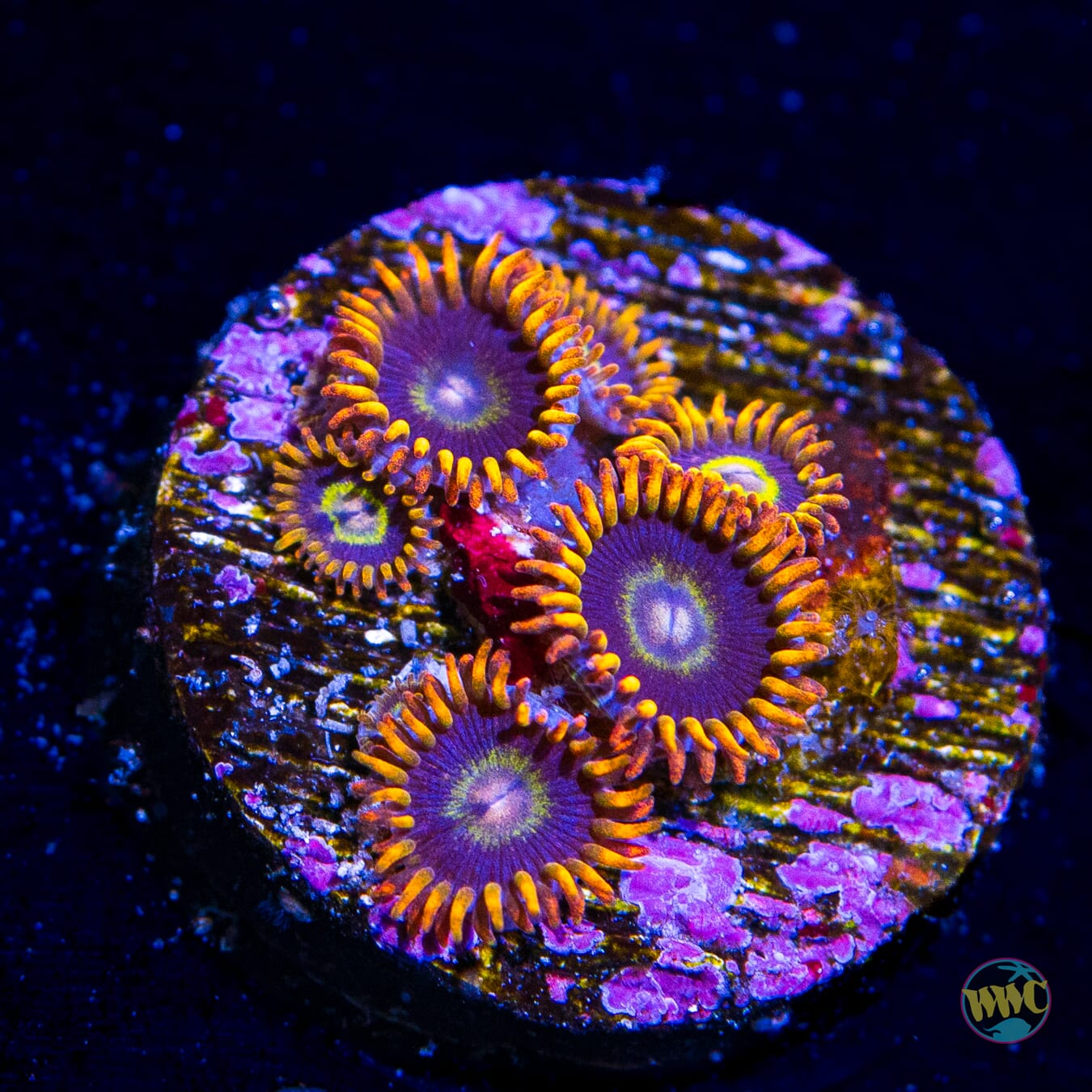 Rainbow Hornet Zoanthids