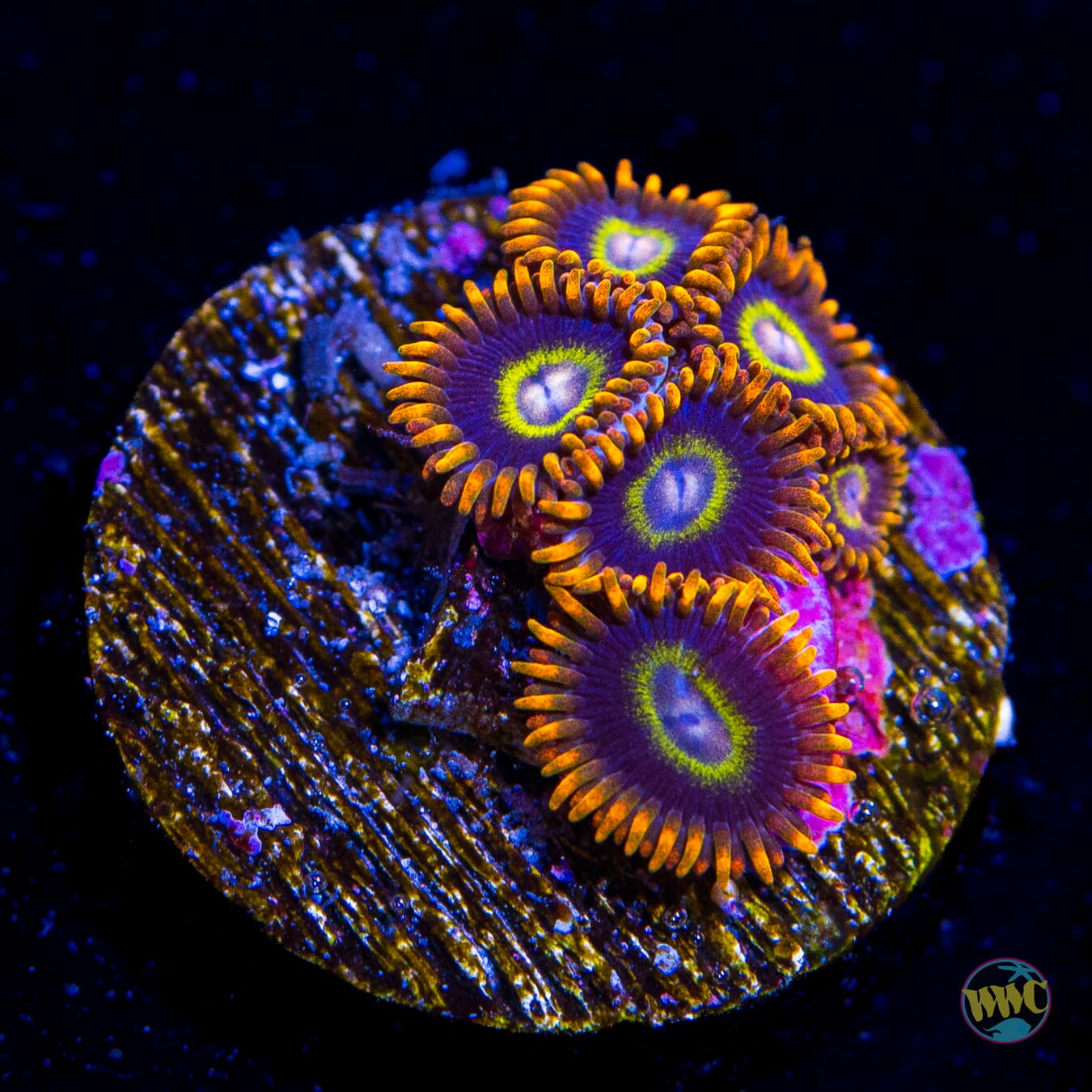 Rainbow Hornet Zoanthids