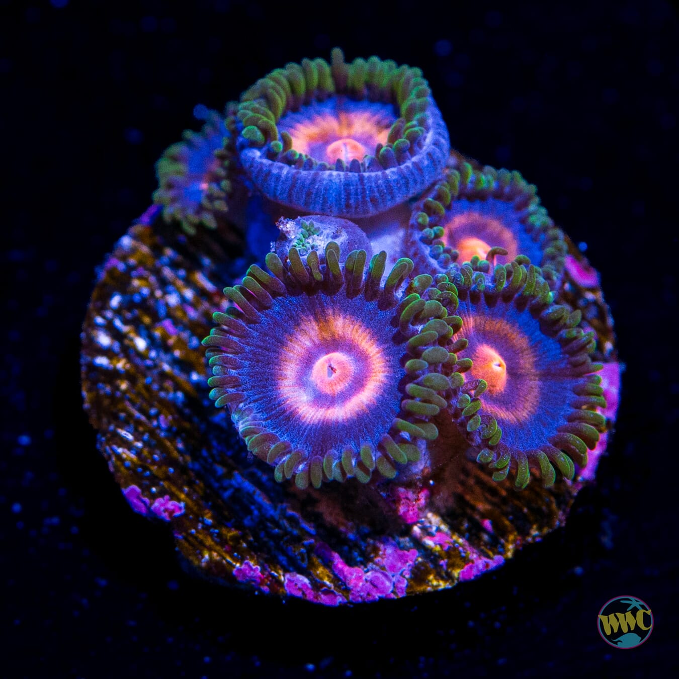 Supergirls Zoanthids