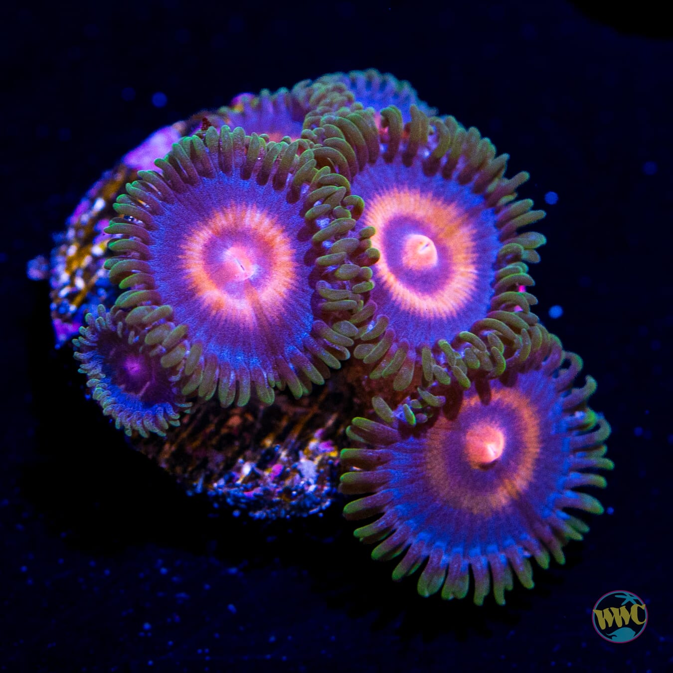 Supergirls Zoanthids