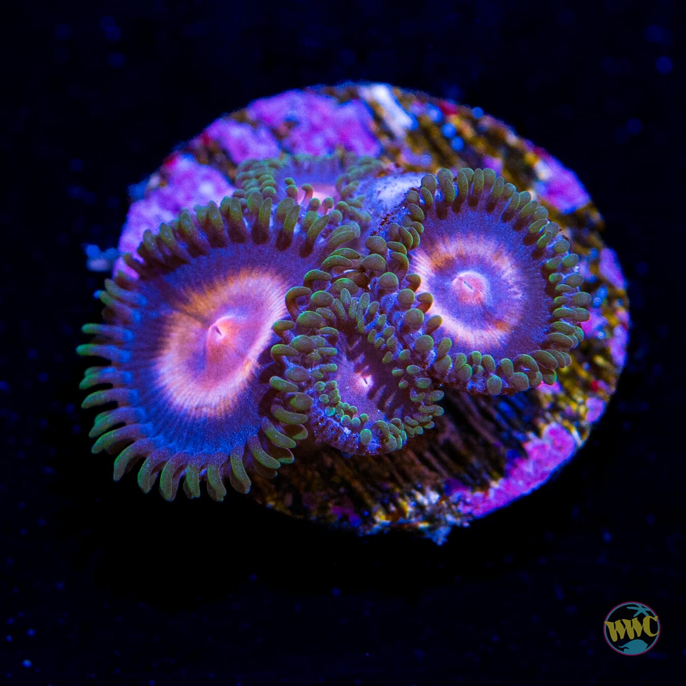 Supergirls Zoanthids