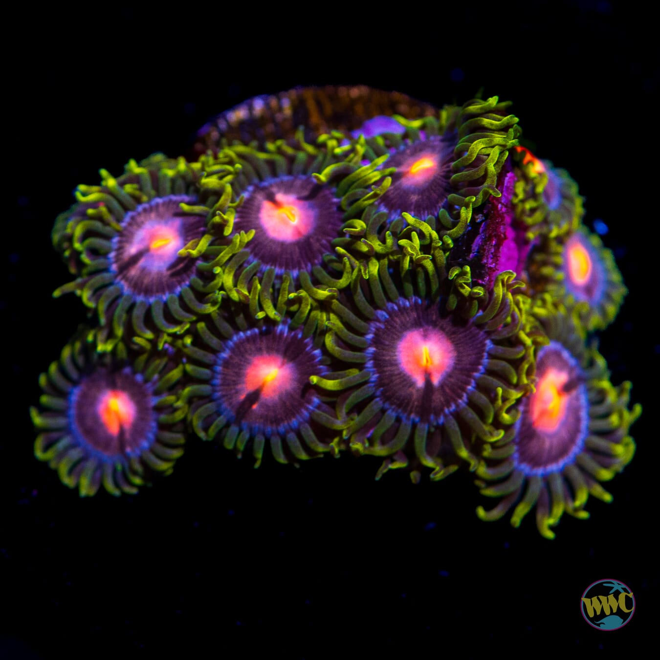 WWC Sweet Tooth Zoanthids