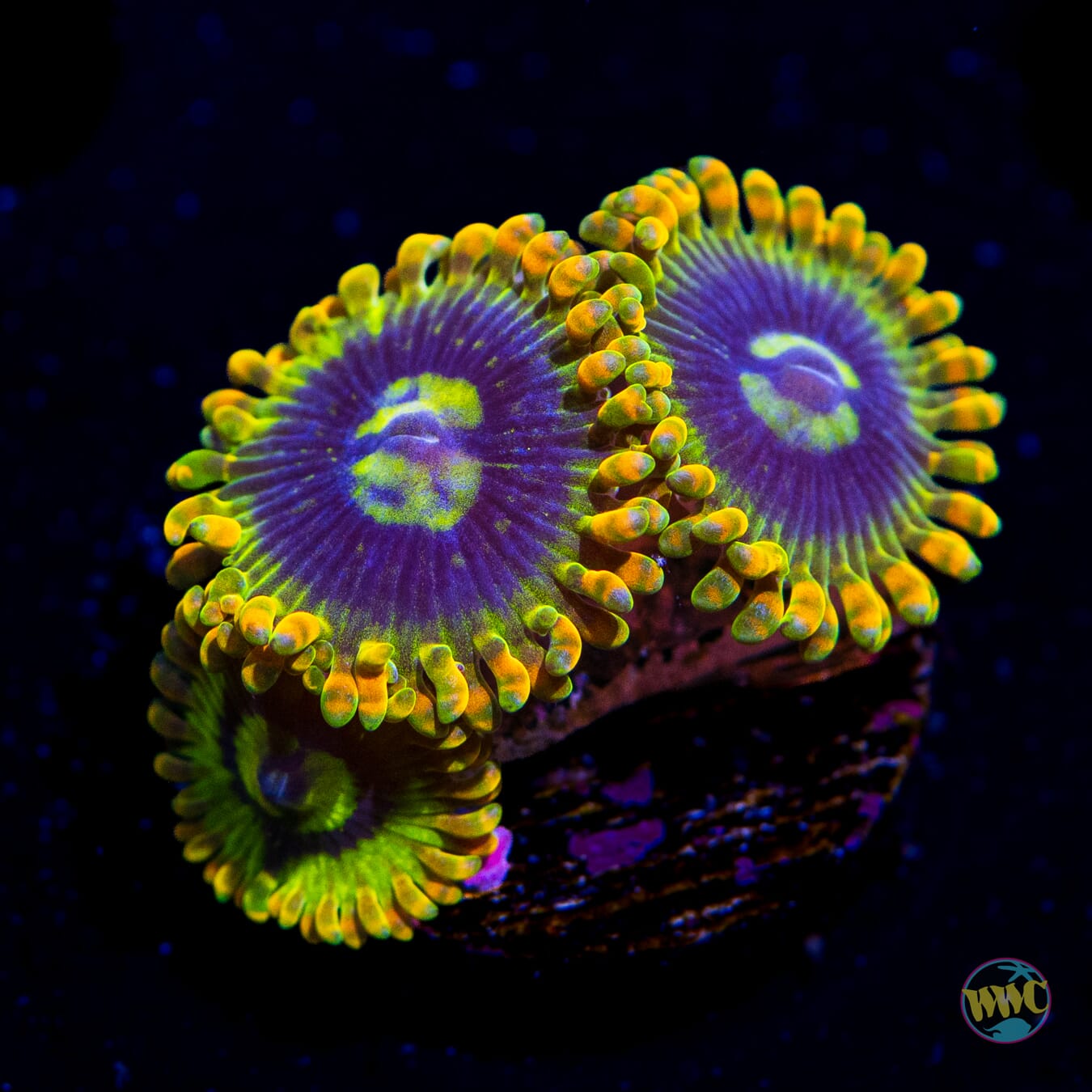 Yodaz Zoanthids