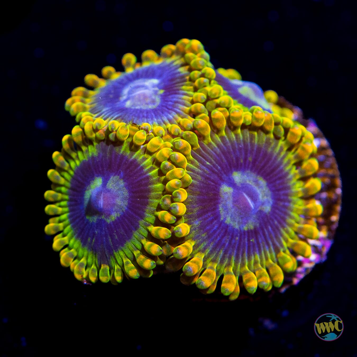 Yodaz Zoanthids