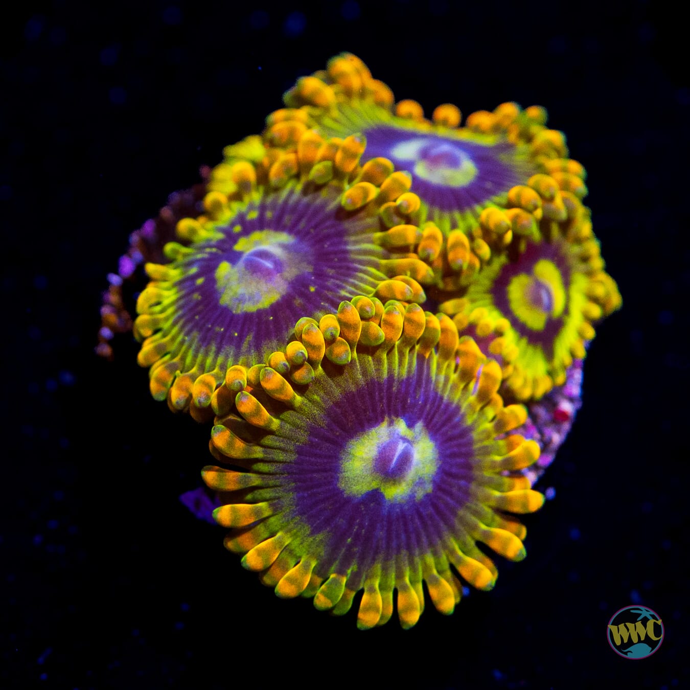 Yodaz Zoanthids