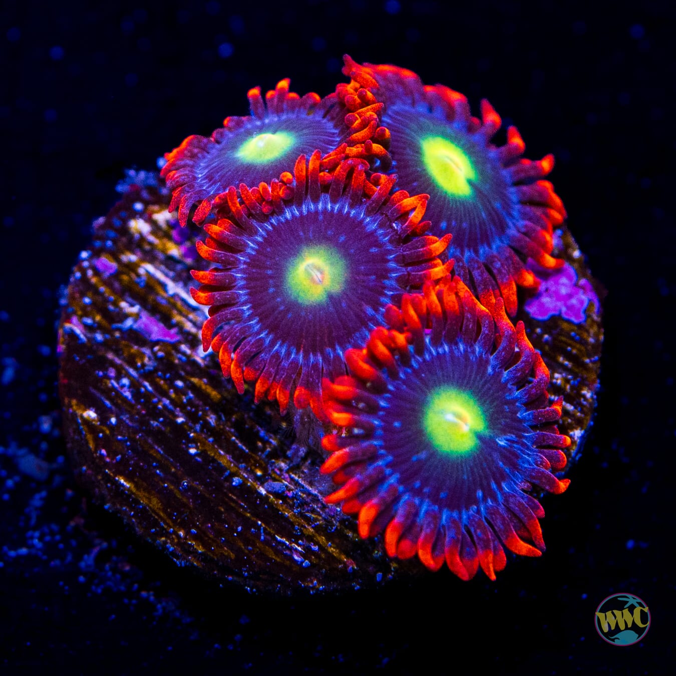 WWC Monster Mash Zoanthids