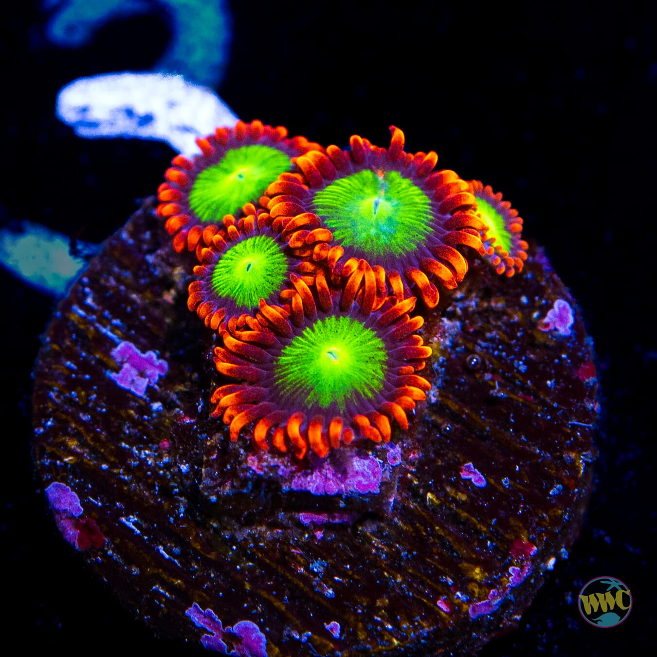 Goblins Fire Zoanthids