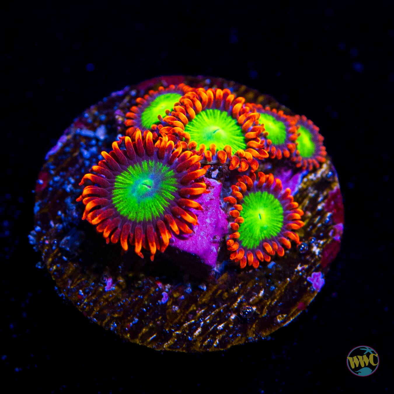 Goblins Fire Zoanthids