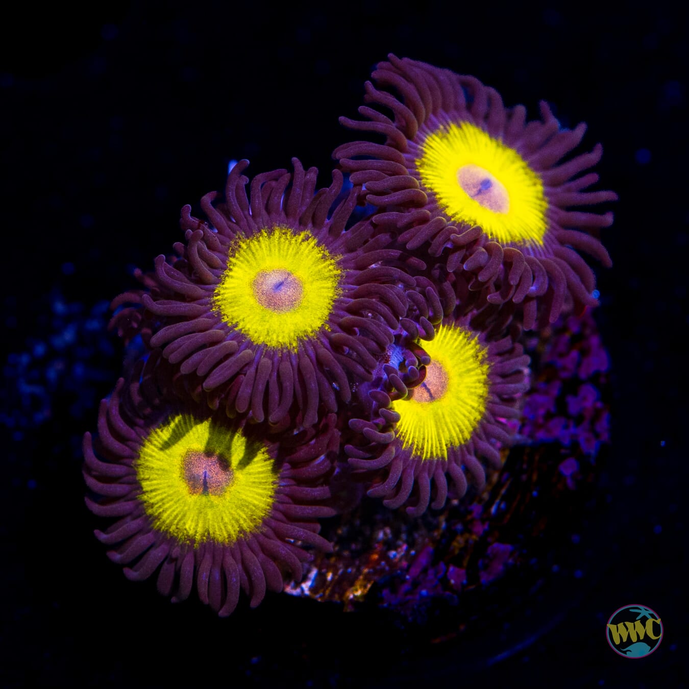 WWC Goldeneye Zoanthids