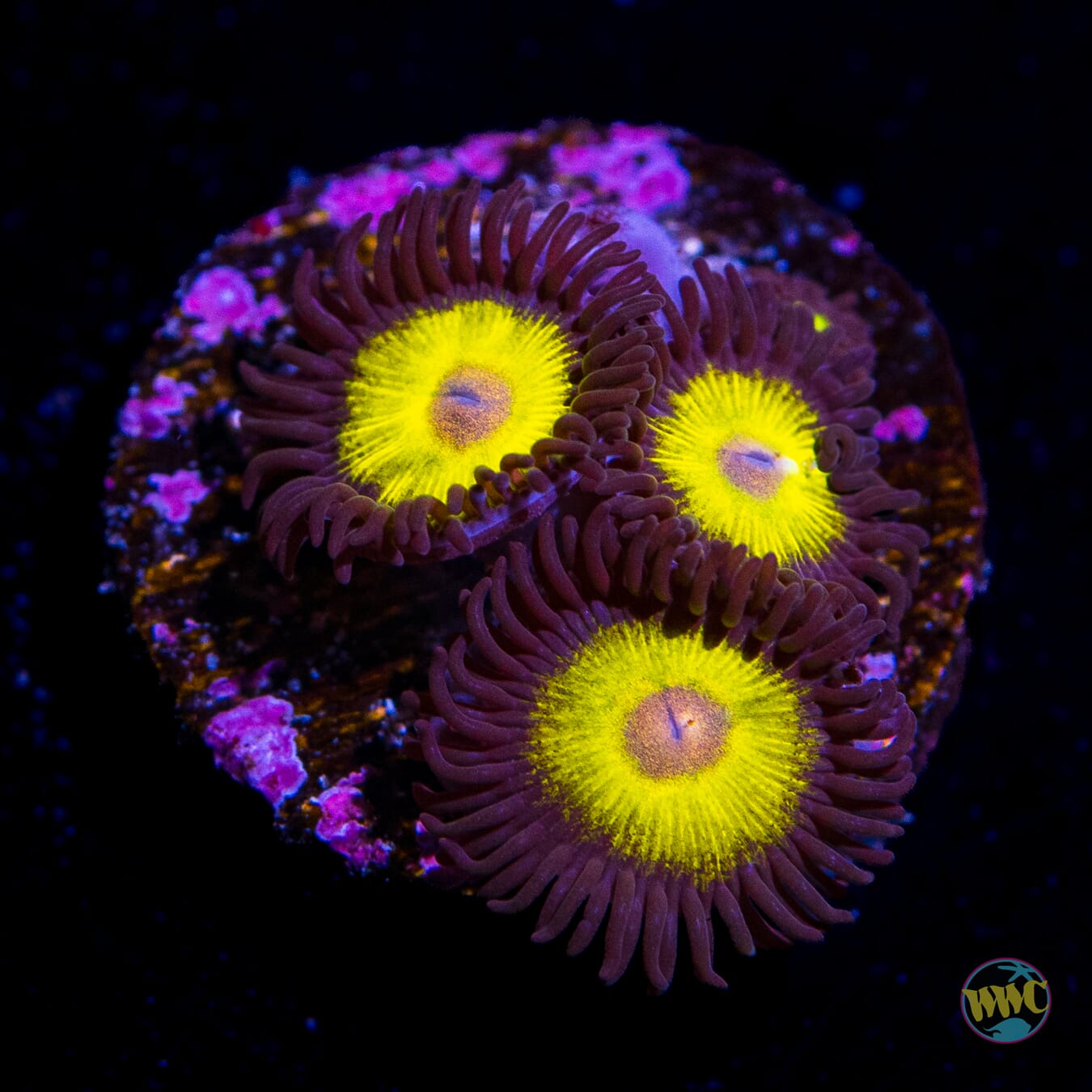 WWC Goldeneye Zoanthids