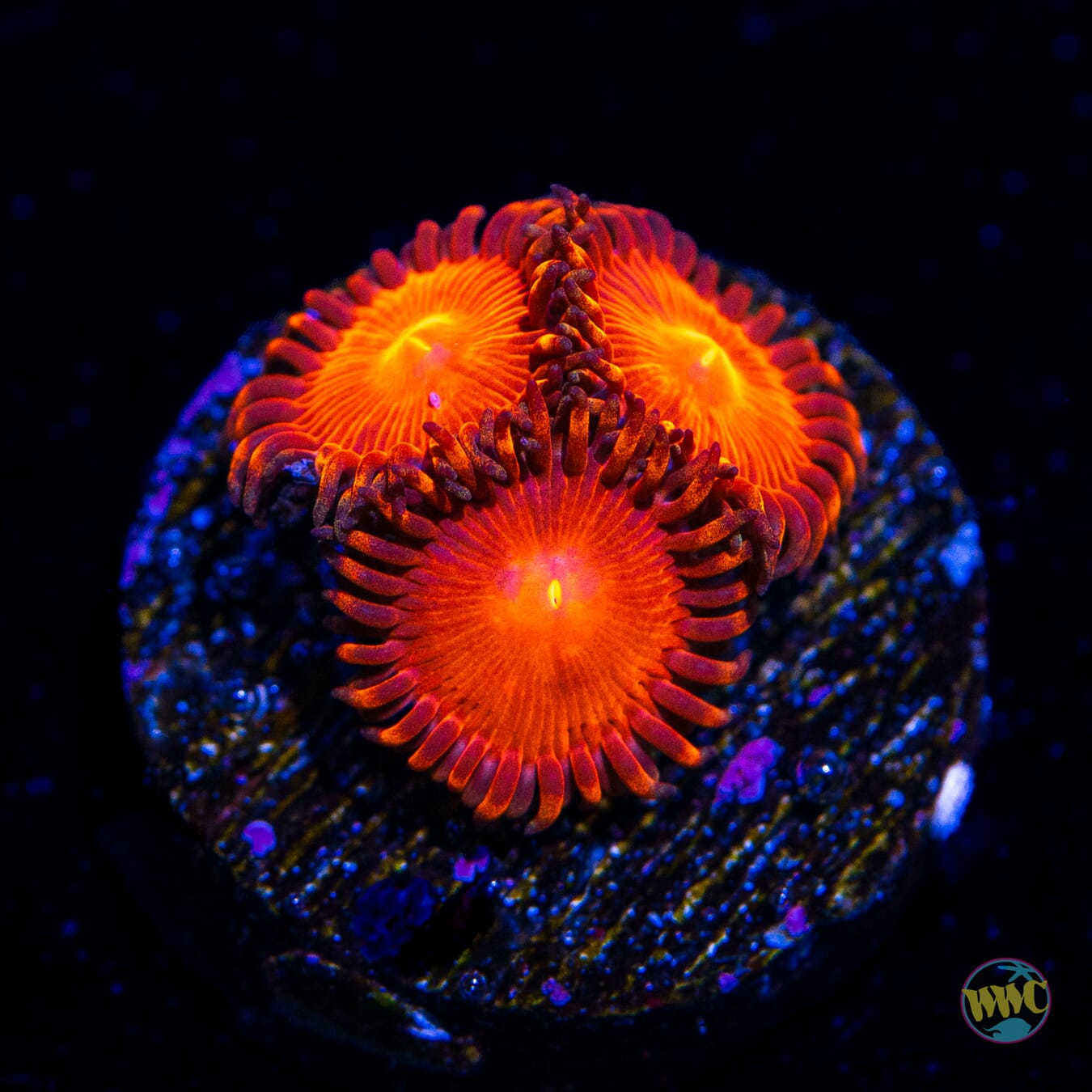 WWC Red Hot Zoanthids