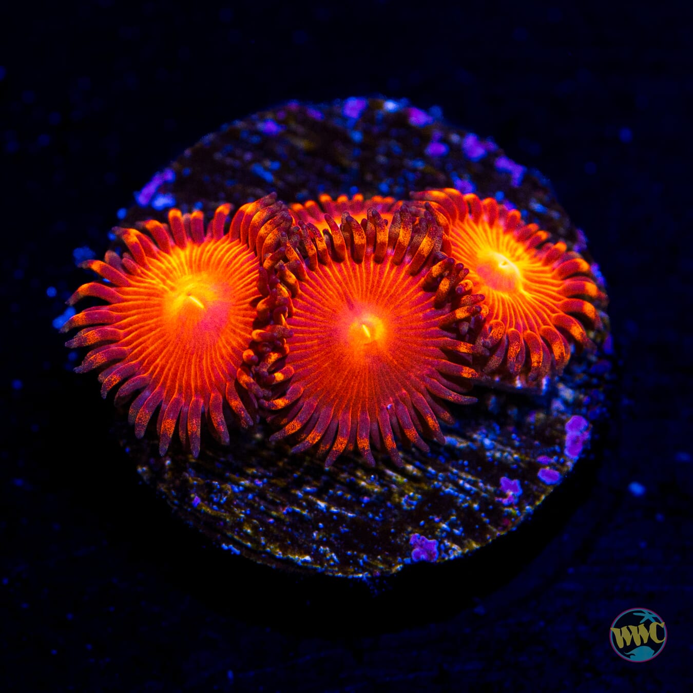 WWC Red Hot Zoanthids