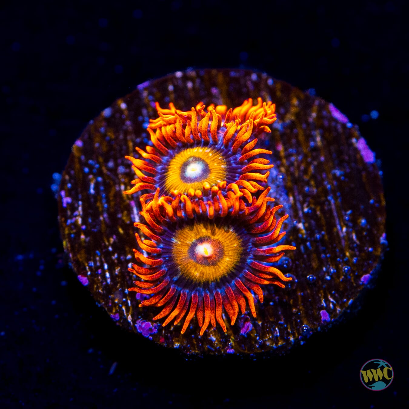 WWC Blondies Zoanthids