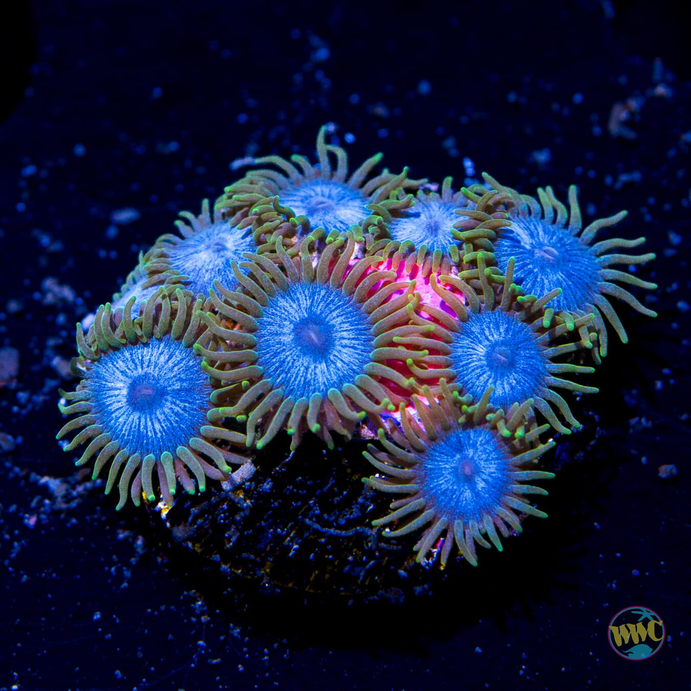 WWC Lich King Zoanthids