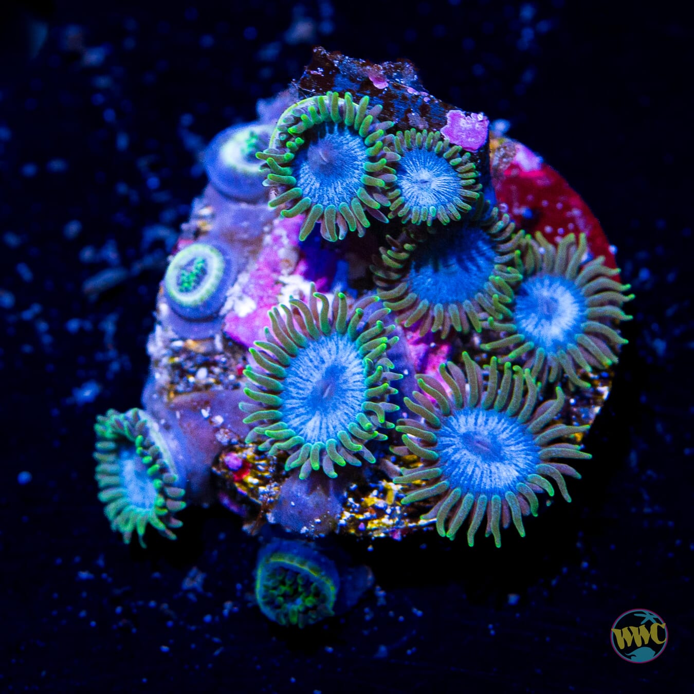 WWC Lich King Zoanthids