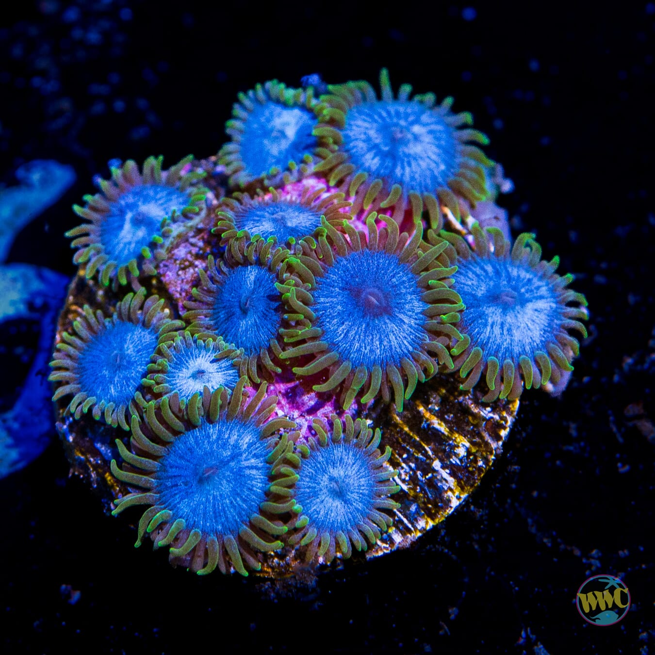 WWC Lich King Zoanthids