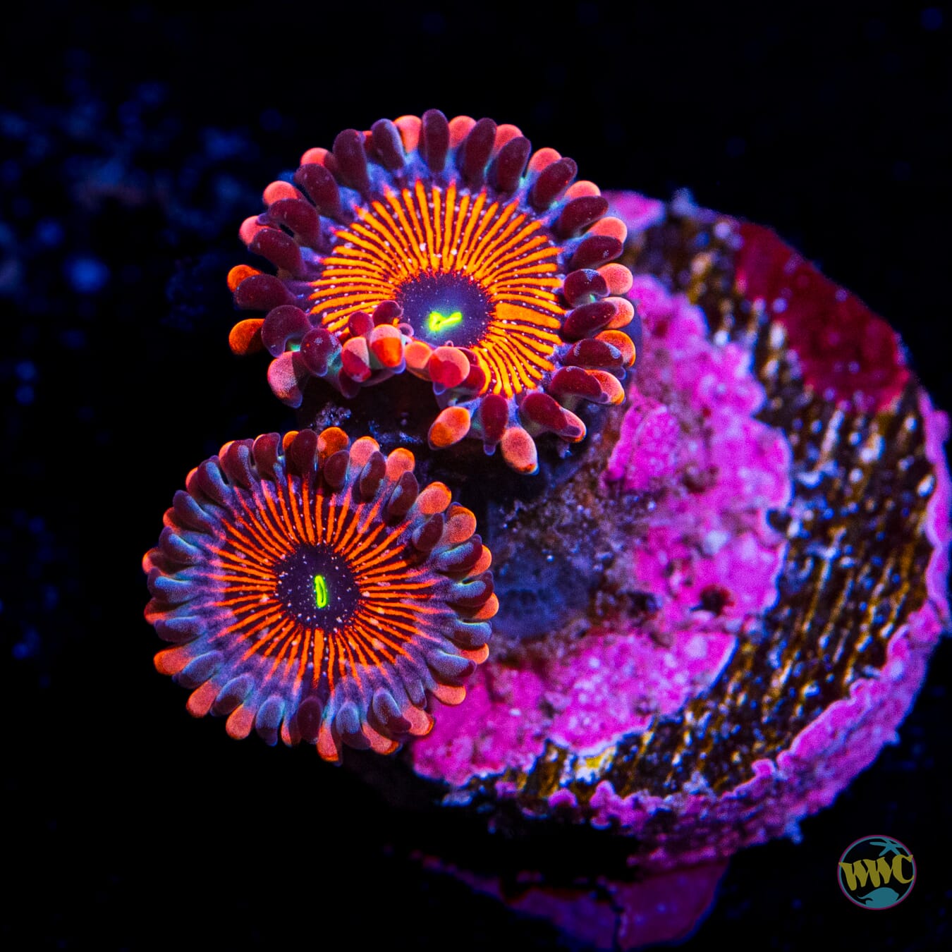 Seduction Zoanthids