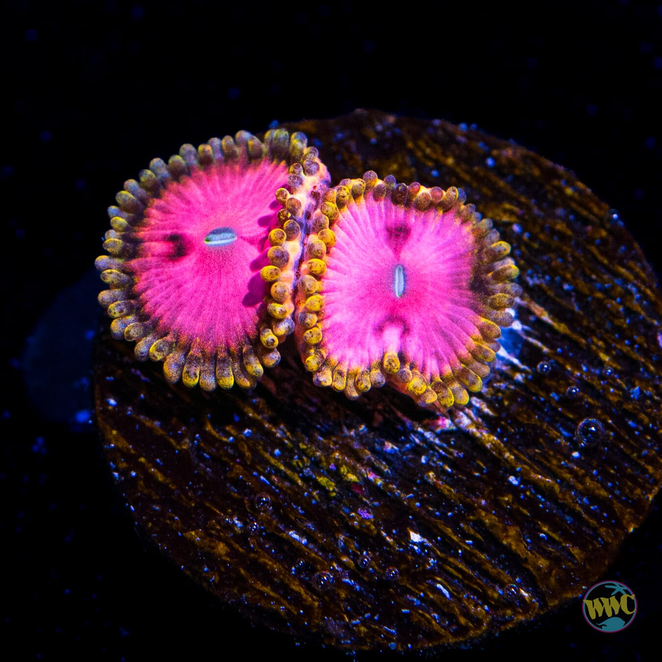 RR Pink Diamond Zoanthids