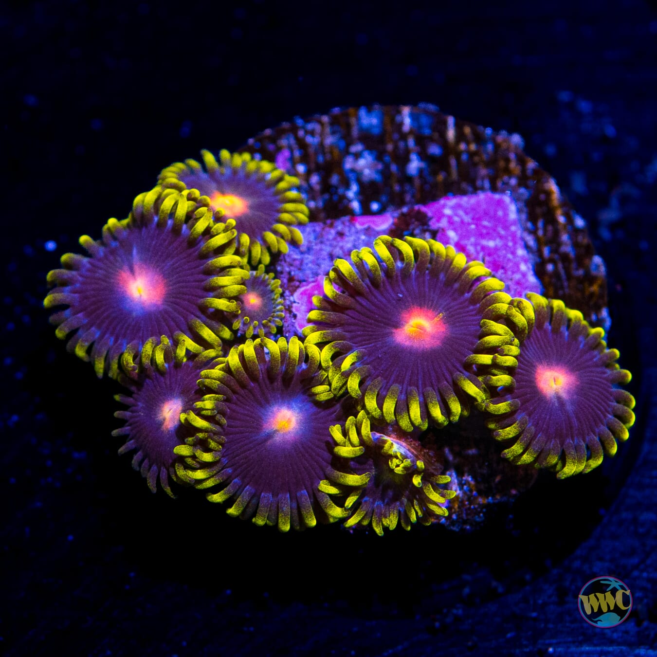 WWC Peacock Nipple Zoanthids