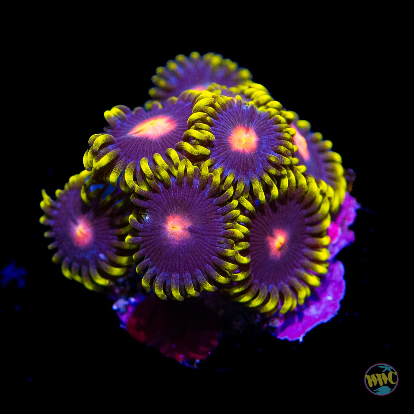 WWC Peacock Nipple Zoanthids