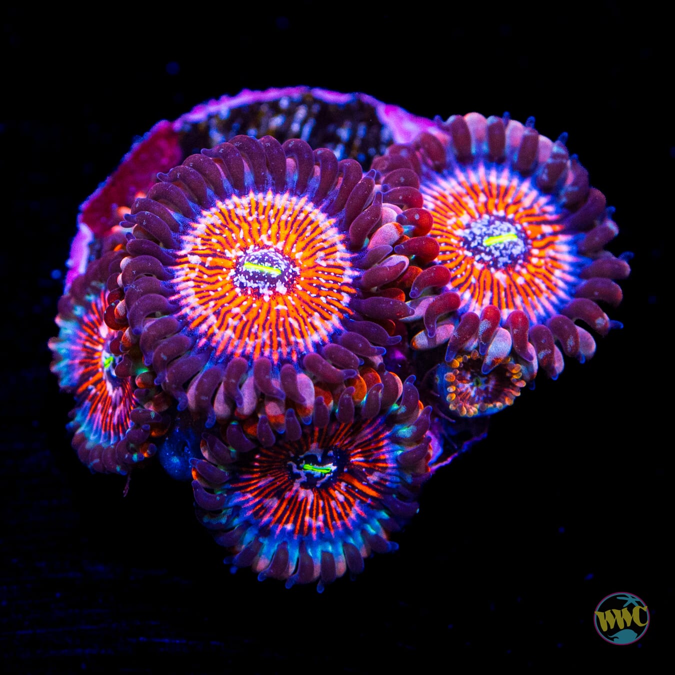 White Zombie Zoanthids