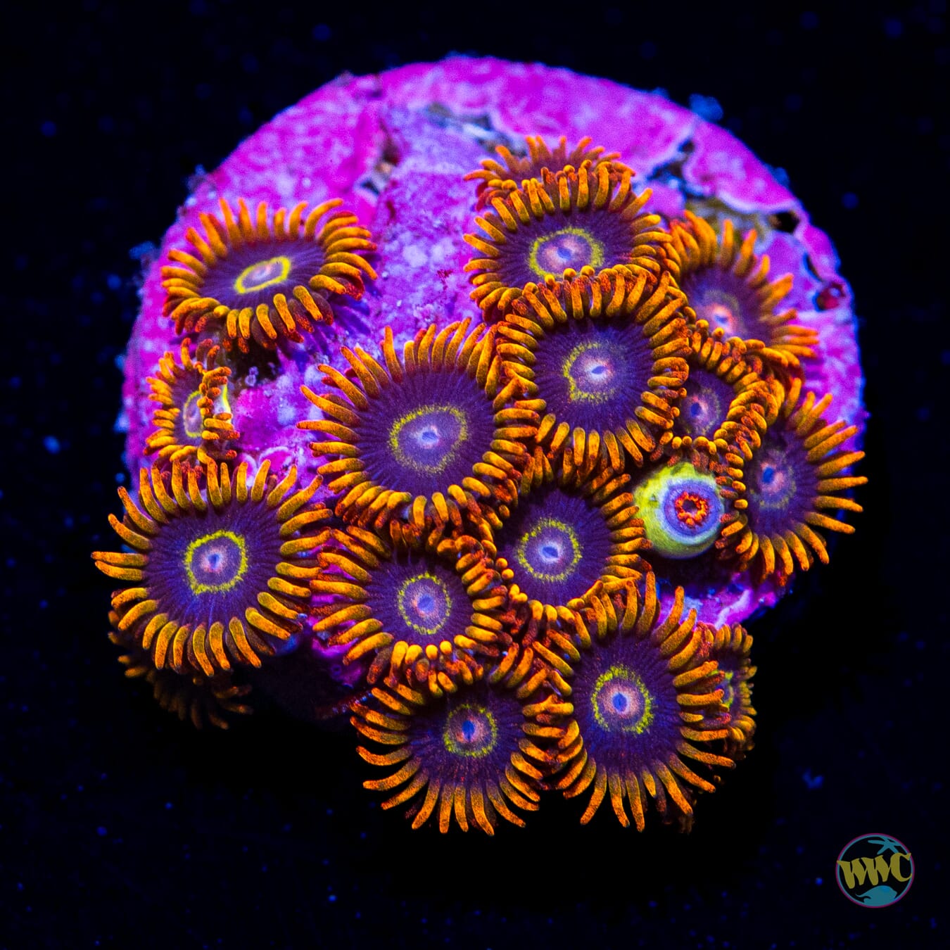 Rainbow Hornet Zoanthids