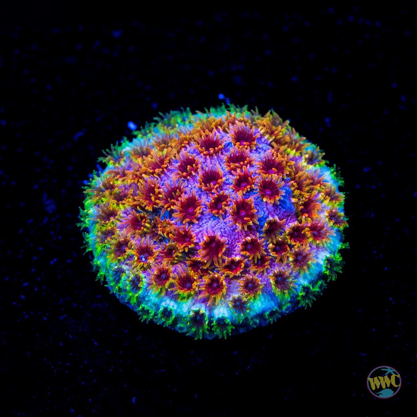 WWC Skittles Bomb Cyphastrea