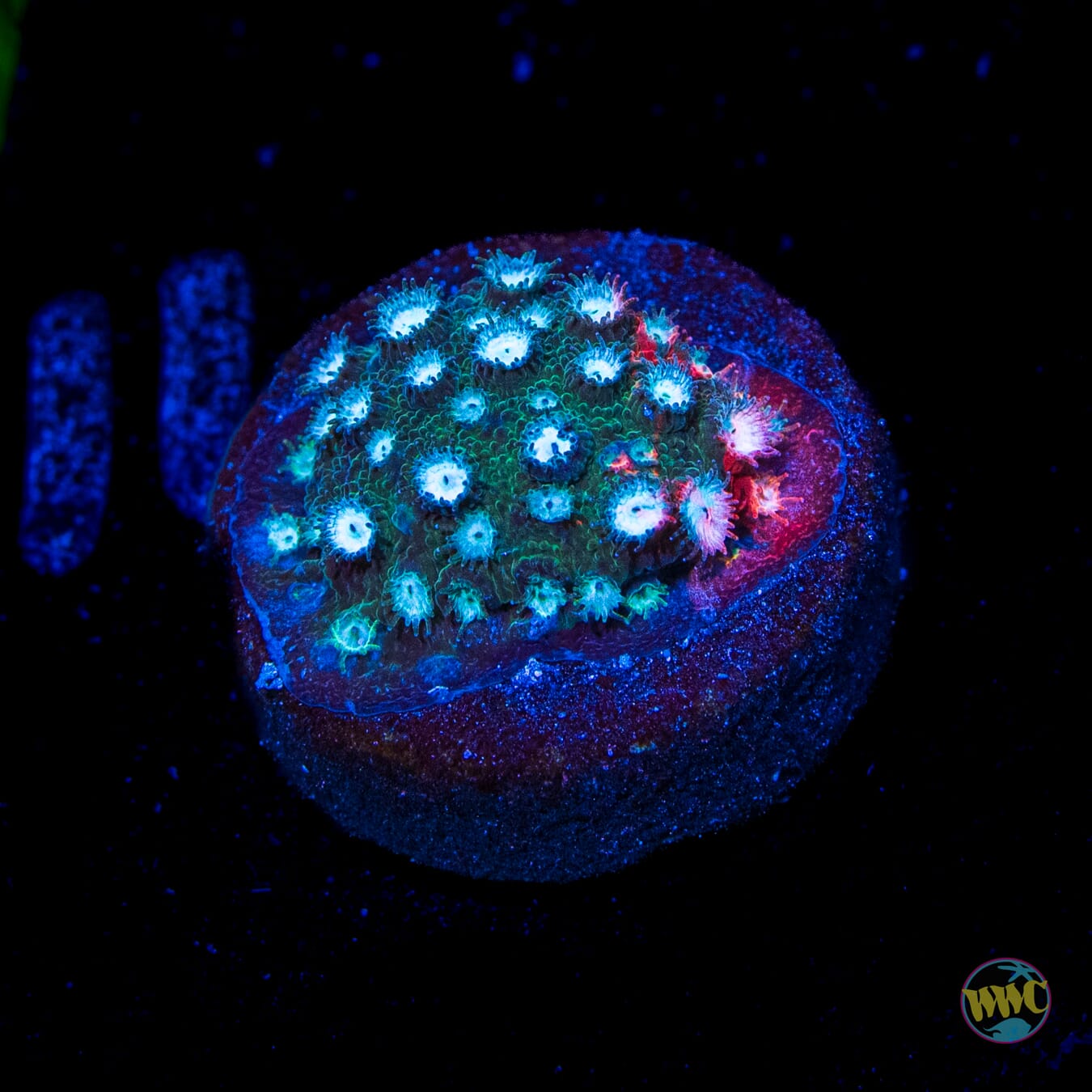 Jason Fox Fender Bender Cyphastrea