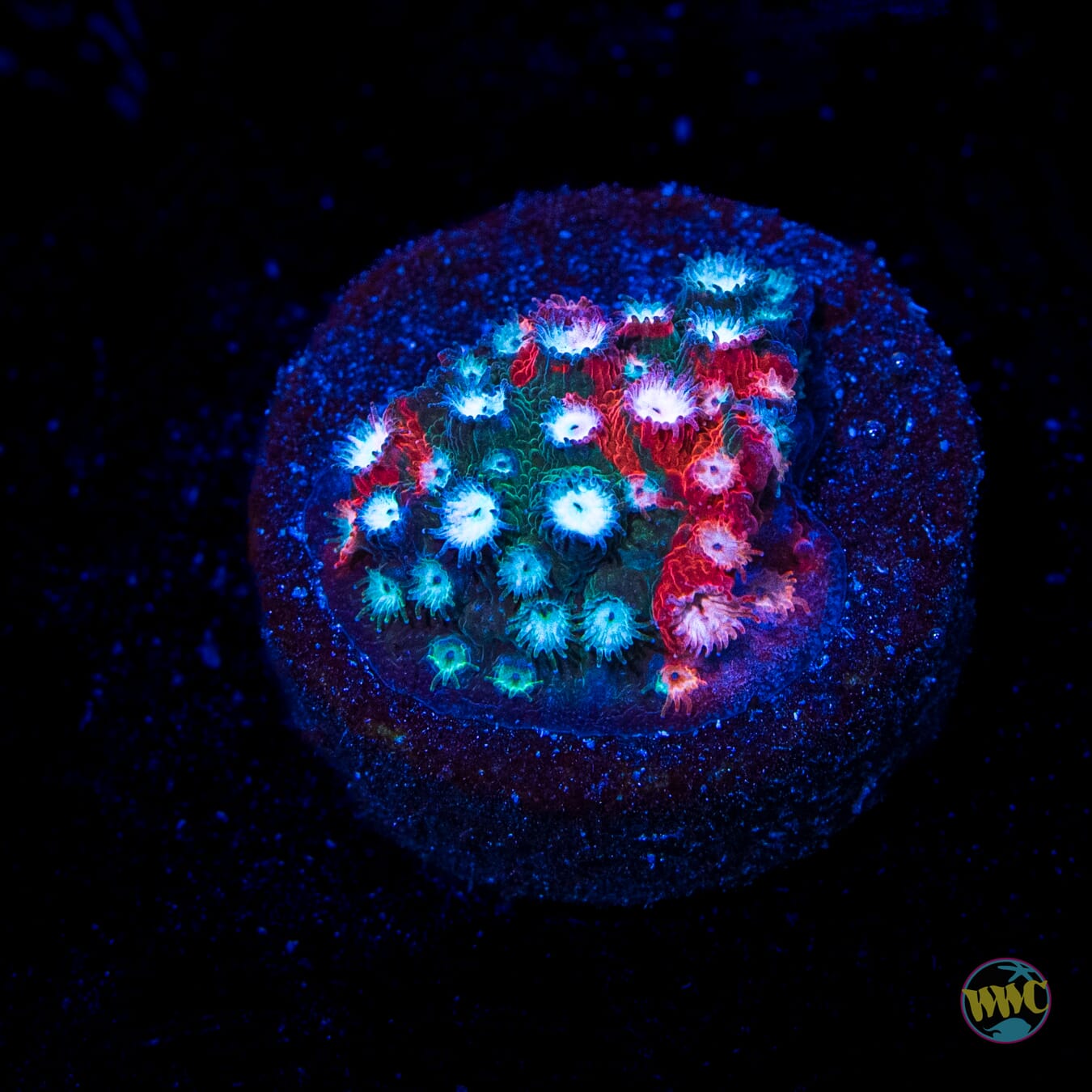 Jason Fox Fender Bender Cyphastrea