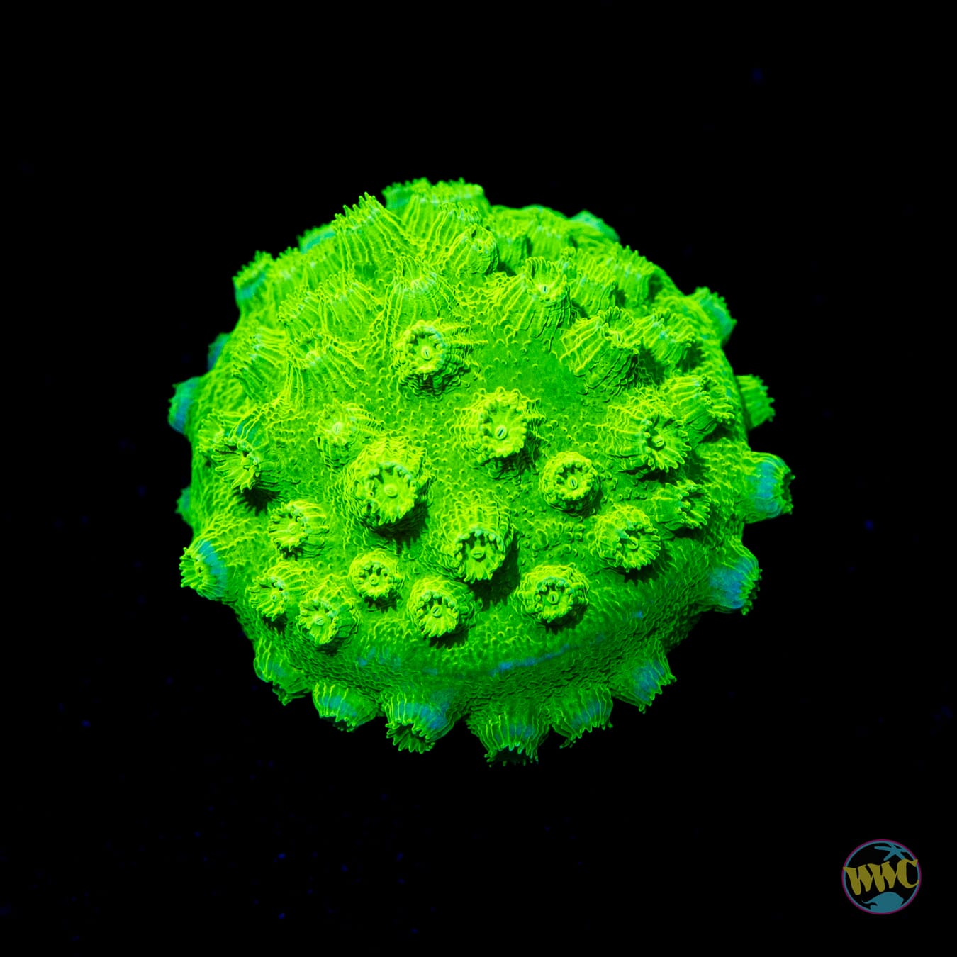 WWC Lime Green Cyphastrea