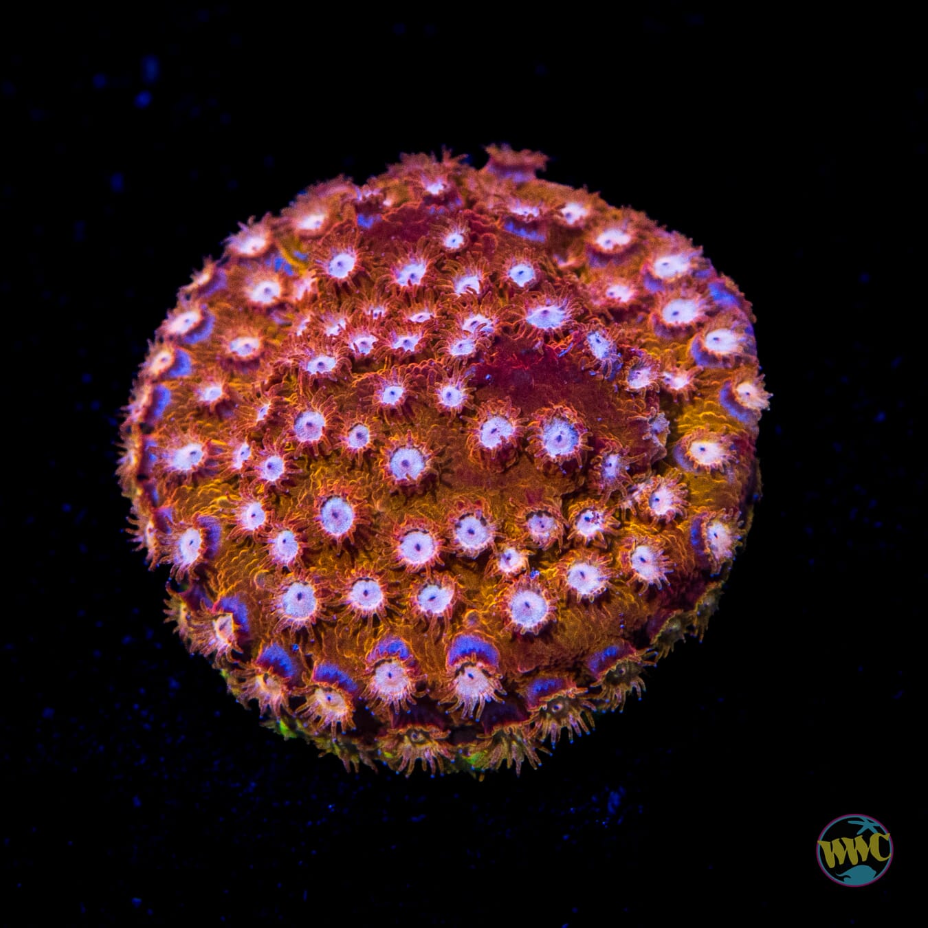 WWC Peppermint Cyphastrea